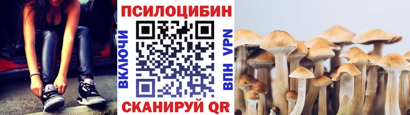 где найти   Венёв  kraken зеркало  Псилоцибиновые грибы мицелий 